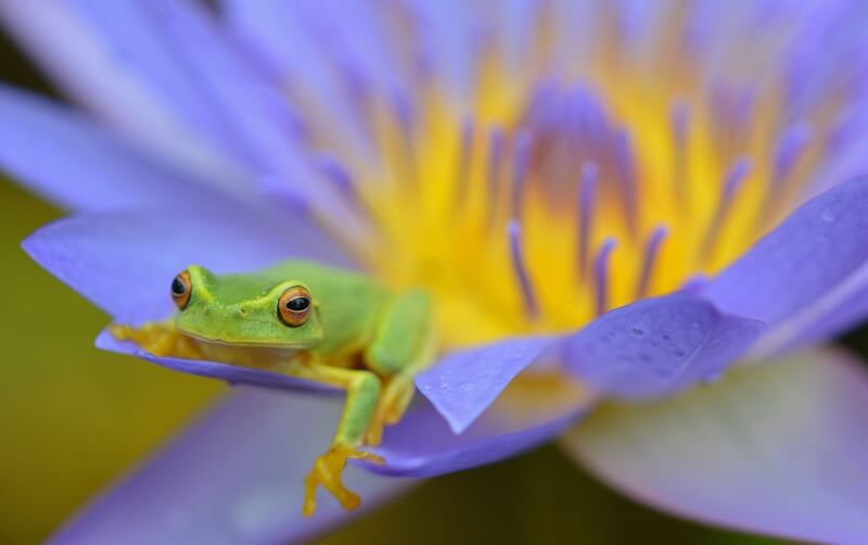 Frogs, Neural pathways, and EnneaMotion
