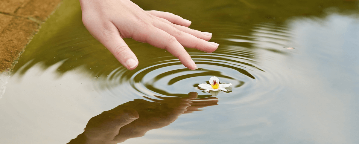 Ripple of kindness - flower in water